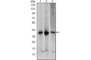 MAP2K6 antibody