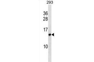 HIST2H2AC Antibody (Center) (ABIN1881417 and ABIN2838869) western blot analysis in 293 cell line lysates (35 μg/lane). (HIST2H2AC antibody  (AA 18-46))