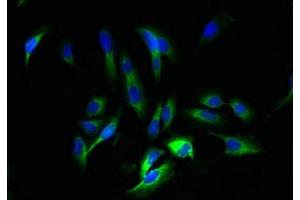 Immunofluorescent analysis of Hela cells using ABIN7165037 at dilution of 1:100 and Alexa Fluor 488-congugated AffiniPure Goat Anti-Rabbit IgG(H+L) (AMBP antibody  (AA 20-203))