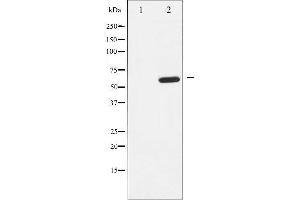 Western blot analysis of EFNB1/2 expression in EGF treated 293 whole cell lysates,The lane on the left is treated with the antigen-specific peptide. (EFNB1/2 antibody)