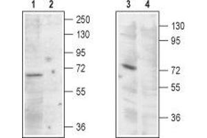 Western blot analysis of rat kidney (lanes 1 and 2) and HEK-293 cells (lanes 3 and 4) lysates: - 1,3. (MCOLN1 antibody  (Cytoplasmic Domain, Intracellular))