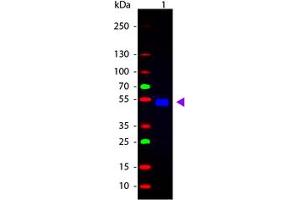 Image no. 1 for Goat anti-Rat IgG (Whole Molecule) antibody (FITC) (ABIN300920) (Goat anti-Rat IgG (Whole Molecule) Antibody (FITC))