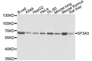 Western blot analysis of extracts of various cell lines, using SF3A3 antibody. (SF3A3 antibody  (AA 292-501))