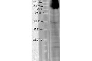 Western Blot analysis of Human T-HEK cell lysate showing detection of HCN4 protein using Mouse Anti-HCN4 Monoclonal Antibody, Clone S114-10 . (HCN4 antibody  (AA 1019-1198) (Biotin))