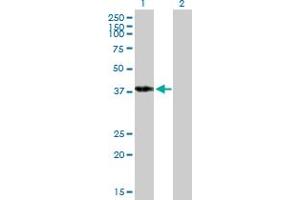 Western Blot analysis of POU4F3 expression in transfected 293T cell line by POU4F3 MaxPab polyclonal antibody. (POU4F3 antibody  (AA 1-338))