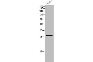 Western Blot analysis of LOVO cells using C/EBP δ/ε Polyclonal Antibody (CEBPD, CEBPE antibody  (C-Term))