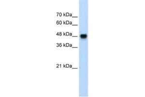Western Blotting (WB) image for anti-Bone Morphogenetic Protein 7 (BMP7) antibody (ABIN2460427) (BMP7 antibody)