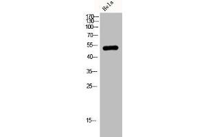 Western Blot analysis of HELA cells using JNK3 Polyclonal Antibody (ERK2 antibody  (C-Term))