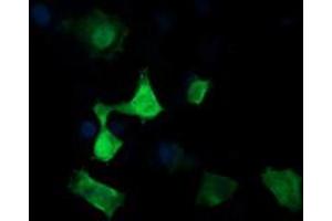 Image no. 2 for anti-Mitogen-Activated Protein Kinase Kinase 3 (MAP2K3) antibody (ABIN1499398) (MAP2K3 antibody)
