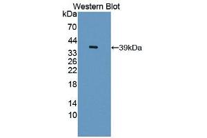 Western blot analysis of the recombinant protein. (PLSCR1 antibody  (AA 1-318))