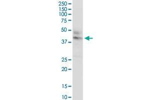 CTNS MaxPab rabbit polyclonal antibody. (CTNS antibody  (AA 1-400))