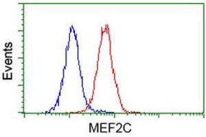 Image no. 2 for anti-Myocyte Enhancer Factor 2C (MEF2C) antibody (ABIN1499364) (MEF2C antibody)