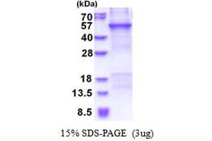 SDS-PAGE (SDS) image for Cartilage Associated Protein (CRTAP) (AA 27-401) protein (His tag) (ABIN5777820) (CRTAP Protein (AA 27-401) (His tag))