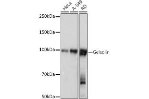 Western blot analysis of extracts of various cell lines, using Gelsolin Rabbit mAb (ABIN7267364) at 1:1000 dilution. (Gelsolin antibody)