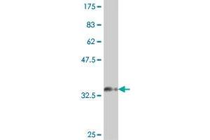 Western Blotting (WB) image for anti-Replication Factor C (Activator 1) 3, 38kDa (RFC3) (AA 257-356) antibody (ABIN562634)