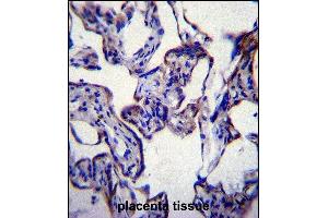 FASN Antibody (Center) (ABIN391654 and ABIN2841563) immunohistochemistry analysis in formalin fixed and paraffin embedded human placenta tissue followed by peroxidase conjugation of the secondary antibody and DAB staining. (Fatty Acid Synthase antibody  (AA 942-973))