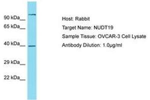 Image no. 1 for anti-Nudix (Nucleoside Diphosphate Linked Moiety X)-Type Motif 19 (NUDT19) (AA 89-138) antibody (ABIN6750811) (NUDT19 antibody  (AA 89-138))