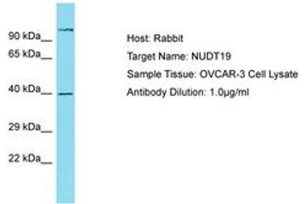 NUDT19 antibody  (AA 89-138)
