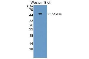 Western Blotting (WB) image for anti-Interferon, beta 1, Fibroblast (IFNB1) (AA 22-186) antibody (ABIN2117877)