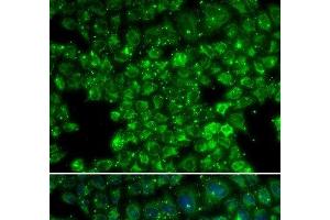 Immunofluorescence analysis of U2OS cells using LYZL6 Polyclonal Antibody (LYZL6 antibody)