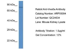 Western Blotting (WB) image for anti-Von Willebrand Factor A Domain Containing 5A (VWA5A) (C-Term) antibody (ABIN2786052) (VWA5A antibody  (C-Term))