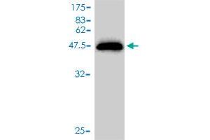 Western Blot detection against Immunogen (45. (UBE2M antibody  (AA 1-183))