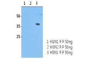 Image no. 1 for anti-Influenza Hemagglutinin HA1 Chain antibody (Influenza A Virus H5N1) (AA 17-338) (ABIN1107750) (Influenza Hemagglutinin HA1 Chain antibody (Influenza A Virus H5N1) (AA 17-338))