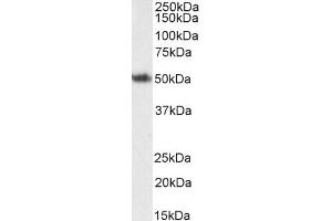 Western Blotting (WB) image for anti-Forkhead Box L2 (FOXL2) (C-Term) antibody (ABIN185040)