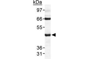 Western blot analysis of TARDBP in HeLa whole cell extract with TARDBP polyclonal antibody . (TARDBP antibody  (AA 350-414))