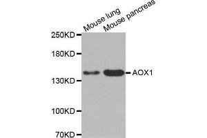 Western blot analysis of extracts of various cell lines, using AOX1 antibody. (AOX1 antibody  (AA 340-590))