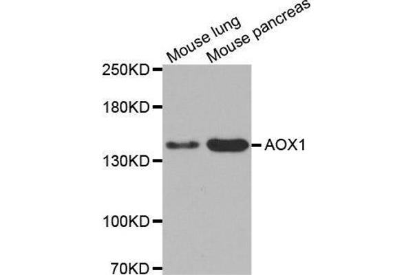 AOX1 Antikörper  (AA 340-590)
