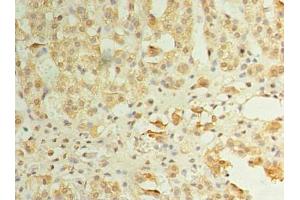 Immunohistochemistry of paraffin-embedded human adrenal gland tissue using ABIN7162550 at dilution of 1: 100