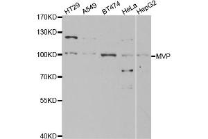 Western blot analysis of extracts of various cell lines, using MVP antibody (ABIN5971029) at 1/1000 dilution. (MVP antibody)