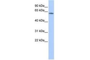 Image no. 1 for anti-Potassium Voltage-Gated Channel, Subfamily G, Member 4 (Kcng4) (AA 144-193) antibody (ABIN6740427) (KCNG4 antibody  (AA 144-193))