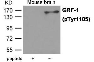 Western blot analysis of extracts from Mouse brain tissue using GRF-1 (Phospho-Tyr1105) Antibody. (GRLF1 antibody  (pTyr1105))