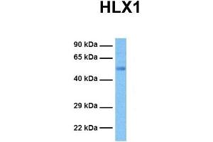 Host:  Rabbit  Target Name:  HLX1  Sample Tissue:  Human Ovary Tumor  Antibody Dilution:  1. (HLX antibody  (Middle Region))
