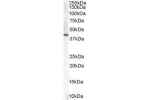 Western Blotting (WB) image for Hydroxy-delta-5-Steroid Dehydrogenase, 3 beta- and Steroid delta-Isomerase 1 (HSD3B1) peptide (ABIN368919) (Hydroxy-delta-5-Steroid Dehydrogenase, 3 beta- and Steroid delta-Isomerase 1 (HSD3B1) Peptide)