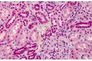 Human Kidney: Formalin-Fixed, Paraffin-Embedded (FFPE) (GRTP1 antibody  (Internal Region))