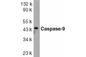 Image no. 1 for anti-Caspase 9, Apoptosis-Related Cysteine Peptidase (CASP9) (AA 41-56) antibody (ABIN201919) (Caspase 9 antibody  (AA 41-56))