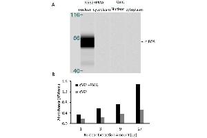 Activity Assay (AcA) image for c-Fos (c-Fos) ELISA Kit (ABIN5526706)