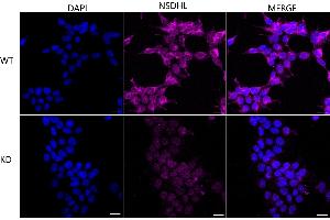 anti-NAD(P) Dependent Steroid Dehydrogenase-Like (NSDHL) antibody