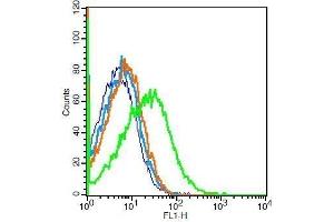 Mouse nephrocytes probed with Rabbit Anti-ACE2 Polyclonal Antibody