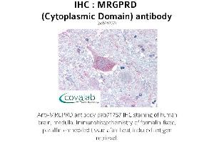 Image no. 1 for anti-MAS-Related GPR, Member D (MRGPRD) (3rd Cytoplasmic Domain) antibody (ABIN1737064) (MRGPRD antibody  (3rd Cytoplasmic Domain))