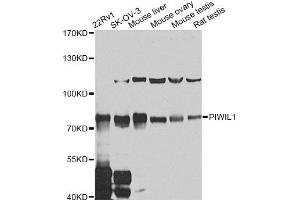 Western blot analysis of extracts of various cell lines, using PIWIL1 antibody (ABIN5974452) at 1/1000 dilution. (PIWIL1 antibody)