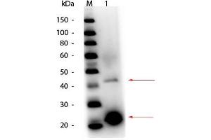 Western Blot of Acid Phosphatase (Potato) Antibody. (Acid Phosphatase antibody  (HRP))