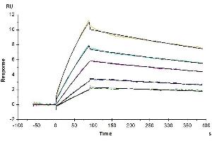 Human APOE4, hFc Tag captured on CM5 Chip via Protein A can bind Human LILRB4, His Tag with an affinity constant of 11. (APOE Protein (AA 19-317) (Fc Tag))