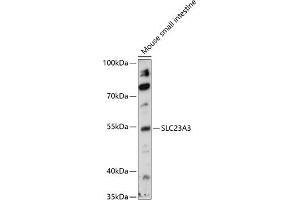 Western blot analysis of extracts of mouse small intestine, using SLC23 antibody (ABIN7270424) at 1:1000 dilution. (SLC23A3 antibody  (AA 394-493))