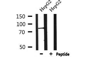 Western blot analysis of extracts from HepG2, using PIGQ Antibody. (PIGQ antibody  (Internal Region))