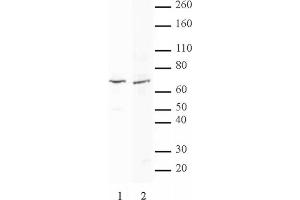 MTA2 pAb tested by Western blot. (MTA2 antibody  (C-Term))