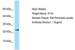 Image no. 1 for anti-Interleukin 17B (IL17B) (N-Term) antibody (ABIN6749875) (IL17B antibody  (N-Term))